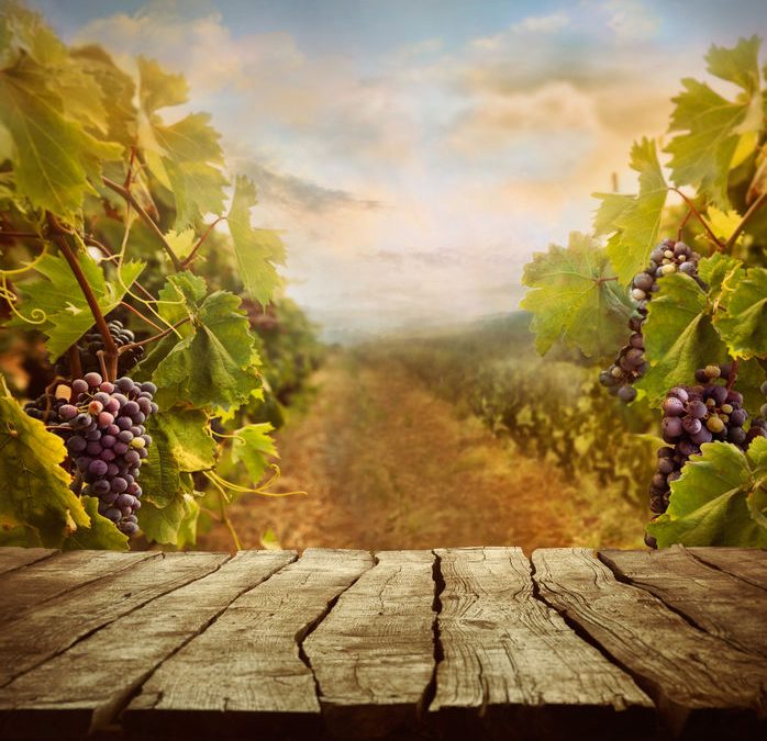 Vins de France : Comment devenir propriétaire d’un viticole ?