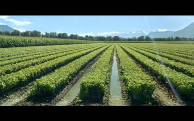 Vin rouge de Savoie : Guide de dégustation complet